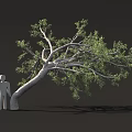 Leaning Tree With Green Leaves And Gray Human Silhouette Under Its Branches