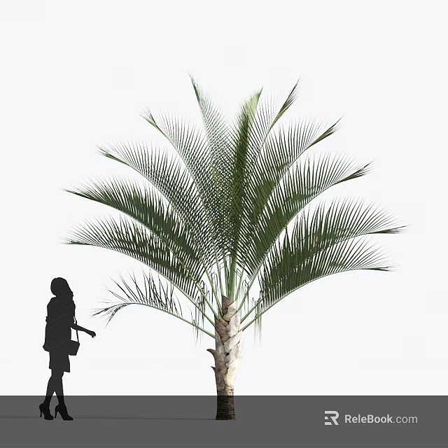 Tall Palm Tree With Large Green Fronds And Silhouette Of Person Standing Beside 3d model 