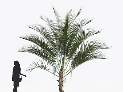 Tall Palm Tree With Large Green Fronds And Silhouette Of Person Standing Beside 3d model