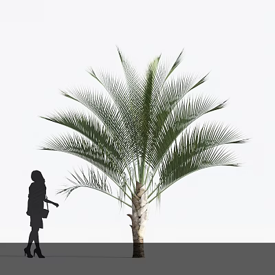 Tall Palm Tree With Large Green Fronds And Silhouette Of Person Standing Beside 3d model