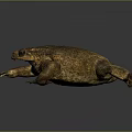 Brown Toad With Rough Bumpy Skin On Dark Reflective Surface