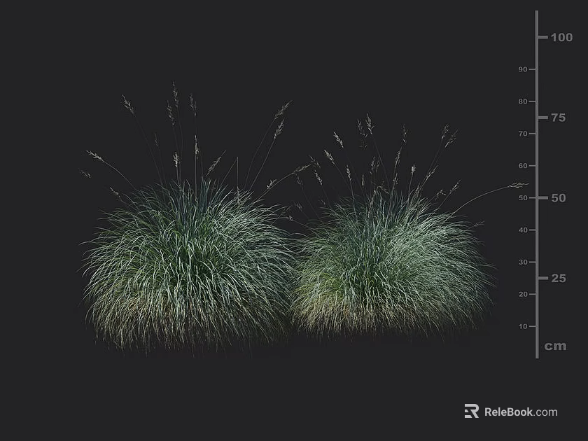 Two Clumps of Green Herbaceous Grass with Black Background and Centimeter Scale 3d model 