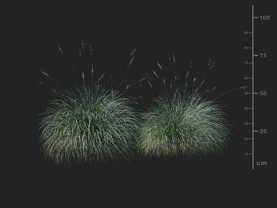 Two Clumps of Green Herbaceous Grass with Black Background and Centimeter Scale 3d model