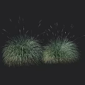 Two Clumps of Green Herbaceous Grass with Black Background and Centimeter Scale