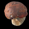 Fresh Wild Mushroom Plant With Brown Cap White Stem And Root Base