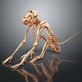 Copper Colored Primate Like Animal Skeleton Anatomical Model Medical Device with Smooth Surface Reflection