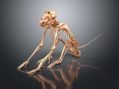 Copper Colored Primate Like Animal Skeleton Anatomical Model Medical Device with Smooth Surface Reflection 3d model