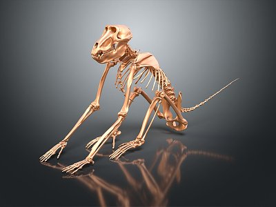 modern skeleton monkey skeleton animal skeleton 3d model