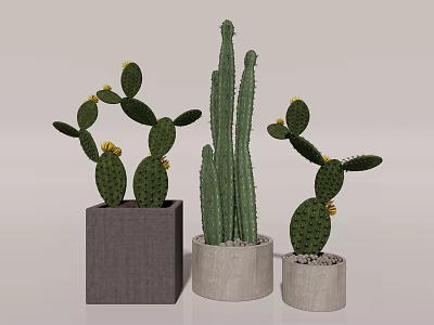Three Cactus Potted Plants With Different Style Pots For Home Decoration 3d model