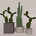 Three Cactus Potted Plants With Different Style Pots For Home Decoration