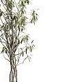 Bonsai Potted Plant With Green Leaves And Slender Branches In Gray Pot