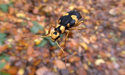 beetle insect 3d model