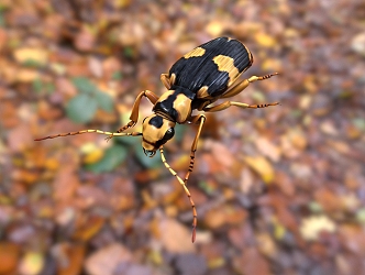 beetle insect 3d model