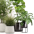 Potted Bonsai and Diverse Plants in Concrete and Black Planters with Lush Green Foliage