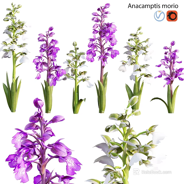 Decorative Garden Ornaments With Purple And White Flowers And Green Stems Leaves 3d model 