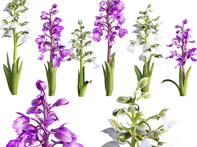 Decorative Garden Ornaments With Purple And White Flowers And Green Stems Leaves 3d model