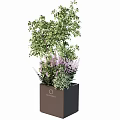 Bonsai Potted Plant With Green Foliage And Purple Flowers In Square Brown Planter