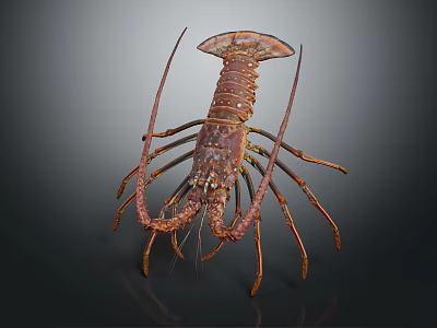 Spiny Lobster With Long Antennae And Red Brown Shell On Dark Background 3d model