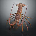 Spiny Lobster With Long Antennae And Red Brown Shell On Dark Background