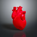 Red Human Heart Model Representing Chest Organ on Gray Background with Reflection 3d model