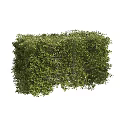 Well Trimmed Green Shrubs In Various Shapes For Garden Landscape Design