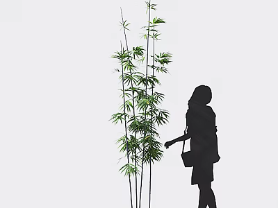 Silhouette Of A Woman Next To Tall Green Bamboo Plants 3d model