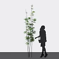 Silhouette Of A Woman Next To Tall Green Bamboo Plants