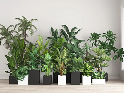 Indoor Potted Plants With Various Green Tropical Foliage In Black And White Pots Along Wall 3d model