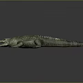 Realistic Crocodile 3D Model With Open Mouth Sharp Teeth Scaly Body Dark Background And Reflection 3d model