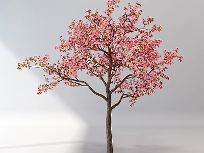 Beautiful Tree with Pink Blossoms and Dark Trunk on Light Background 3d model