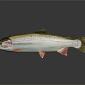Rainbow Trout Featuring Colorful Stripes Spotted Body And Red Fins On Shiny Dark Background