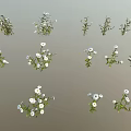 Diverse Green Plants With White Flowers Showcasing Fresh Foliage And Blooms