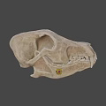 Natural Animal Skull With Detailed Bone Structure And Isolated Dark Background