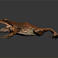 Orange Frog with Open Mouth and Prominent Red Eyes on Dark Background
