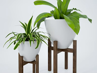 Potted Plants in White Pots on Wooden Stands with Green Leaves of Different Sizes 3d model
