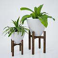 Potted Plants in White Pots on Wooden Stands with Green Leaves of Different Sizes