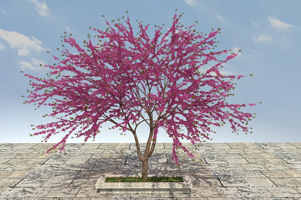 Pink Flowering Tree with Brown Trunk on Stone Pavement Against Blue Sky 3d model 