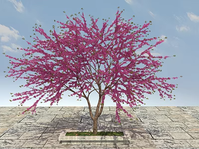Pink Flowering Tree with Brown Trunk on Stone Pavement Against Blue Sky 3d model