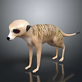 Meerkat Standing On Black Surface With Red Eyes And Realistic Fur Details