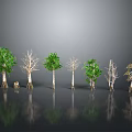 Green and Withered Trees Arranged in Row with Gray Background and Ground Reflections