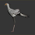 bird bird bird bird game animal cartoon animal animal realistic animal 3d model