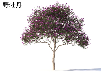 Wild Peony Small Trees Plants 3d model