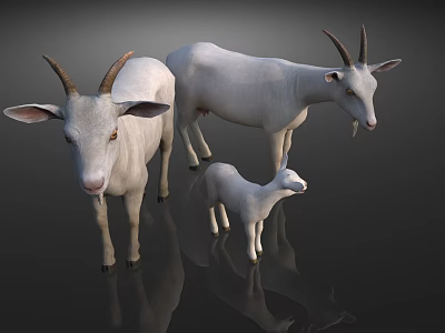 White Goats Family With Adult And Baby Standing On Black Background With Reflection 3d model