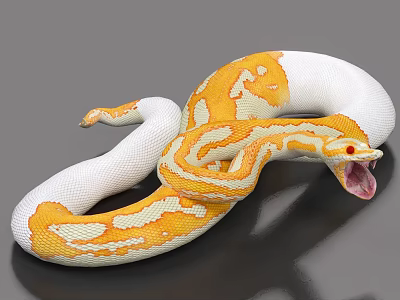 Striking Yellow And White Reptile Snake With Coiled Body Open Mouth And Red Eyes 3d model