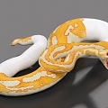 Ball Python with Bound and Animated Python Gold Python 3d model