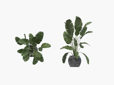 Bonsai Potted Plants With Large Green Leaves In Gray Ceramic Pots 3d model