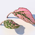 Vibrant Pink And Green Decorative Leaves With White Spots And Stems