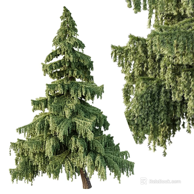 Coniferous Trees With Tall Upright Structure And Drooping Branches Lush Green Foliage 3d model 