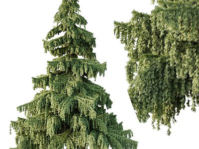 Pine Cedar 3d model