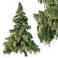 Pine Cedar 3d model